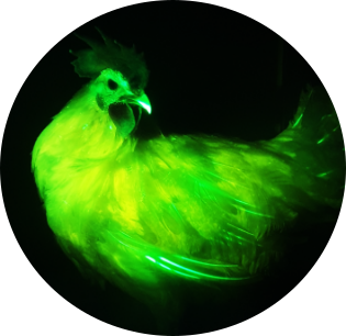 유전자 편집 조류 개발