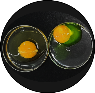 Egg bioreactor related image