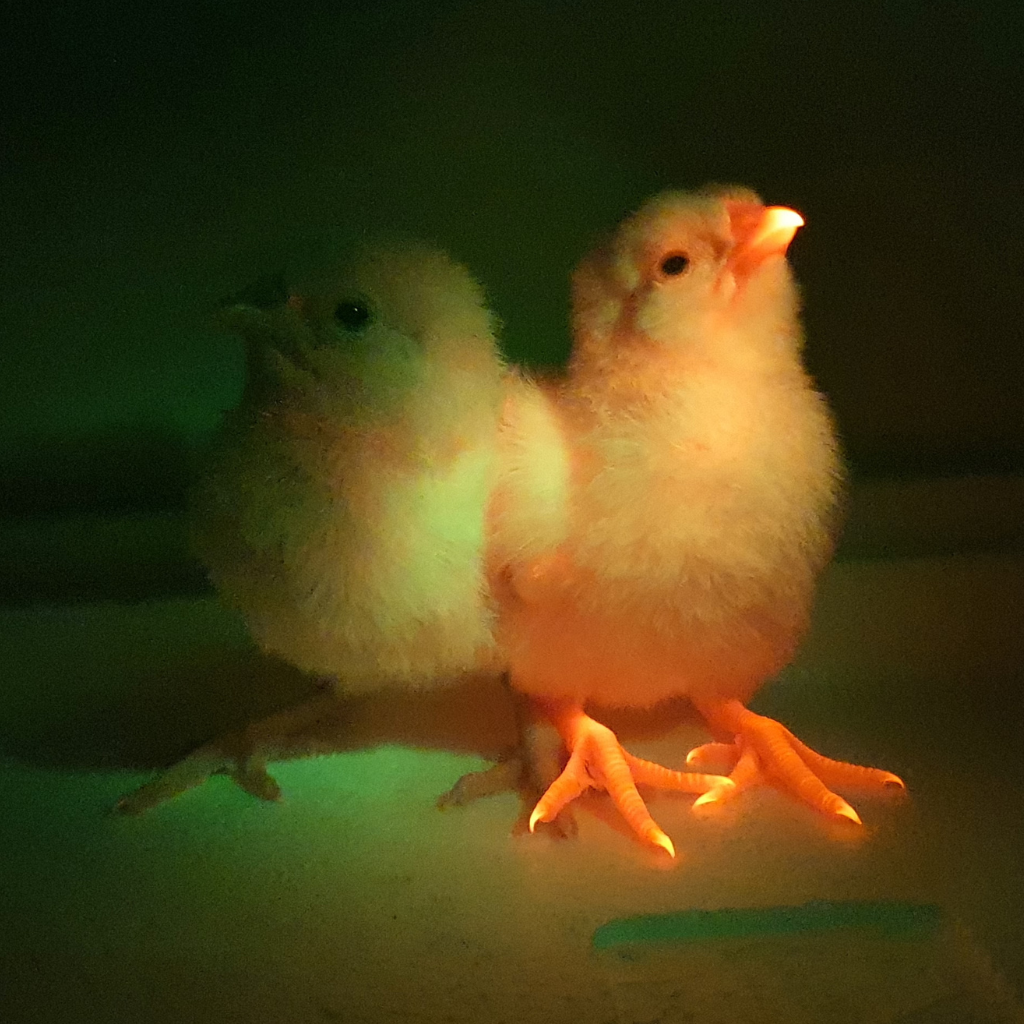 Gene-Edited Chicken