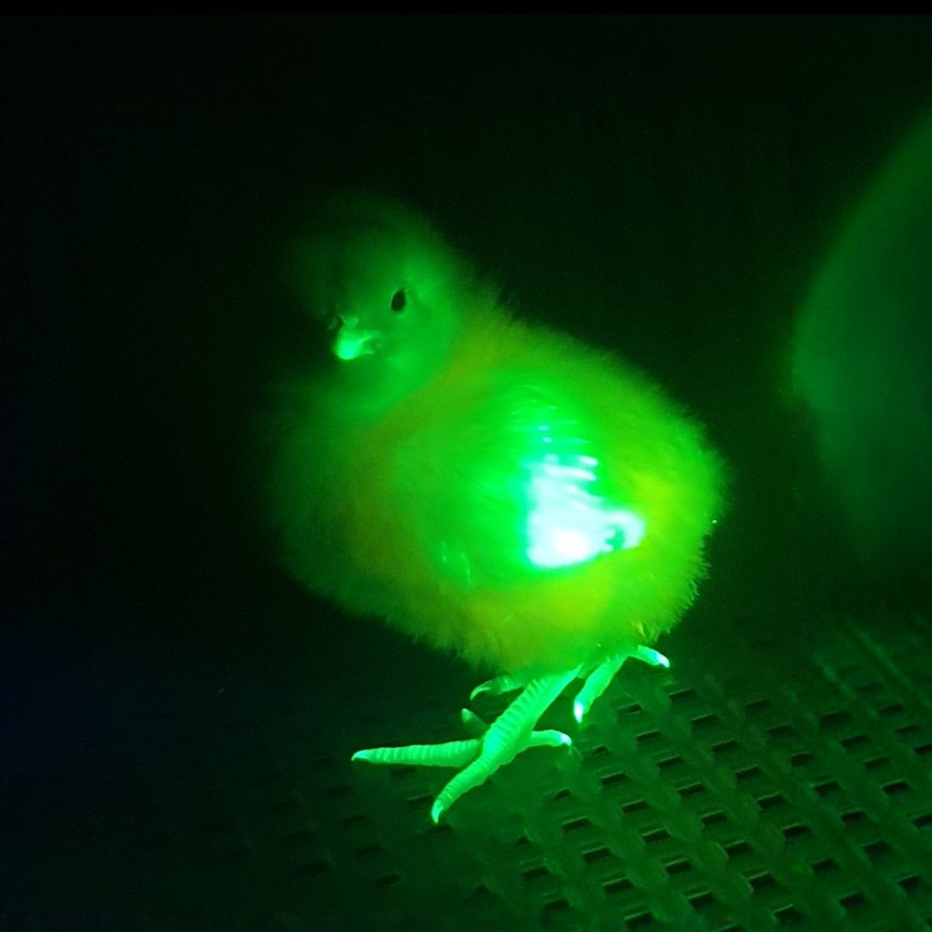 Gene-Edited chick glowing fluorescent green